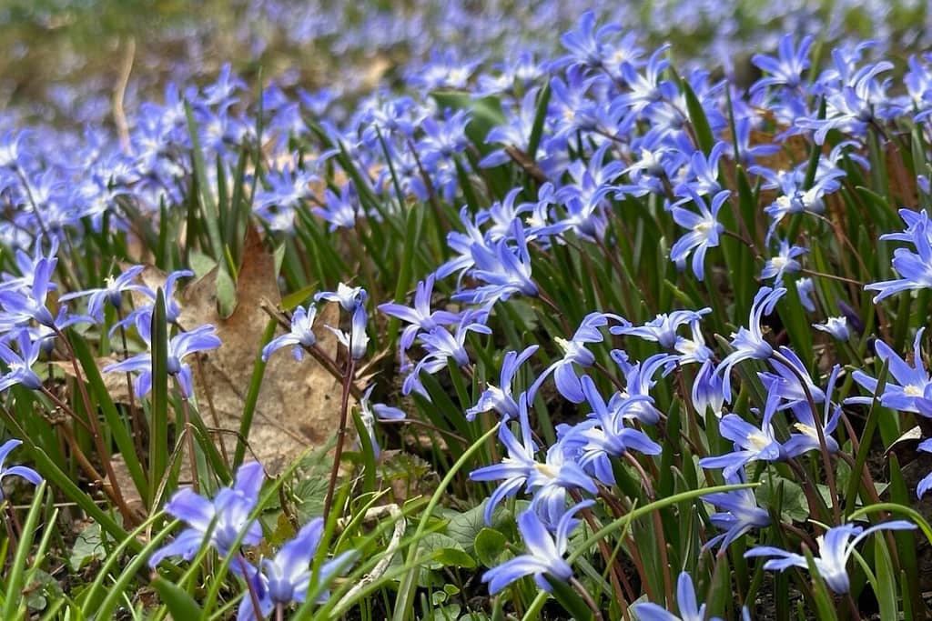 Der Schneeglanz (Chionodoxa), auch bekannt unter den Namen Schneestolz oder Sternhyazinthe bildet mit Zeit große, blaue Teppiche wie hier im Waggerlgarten