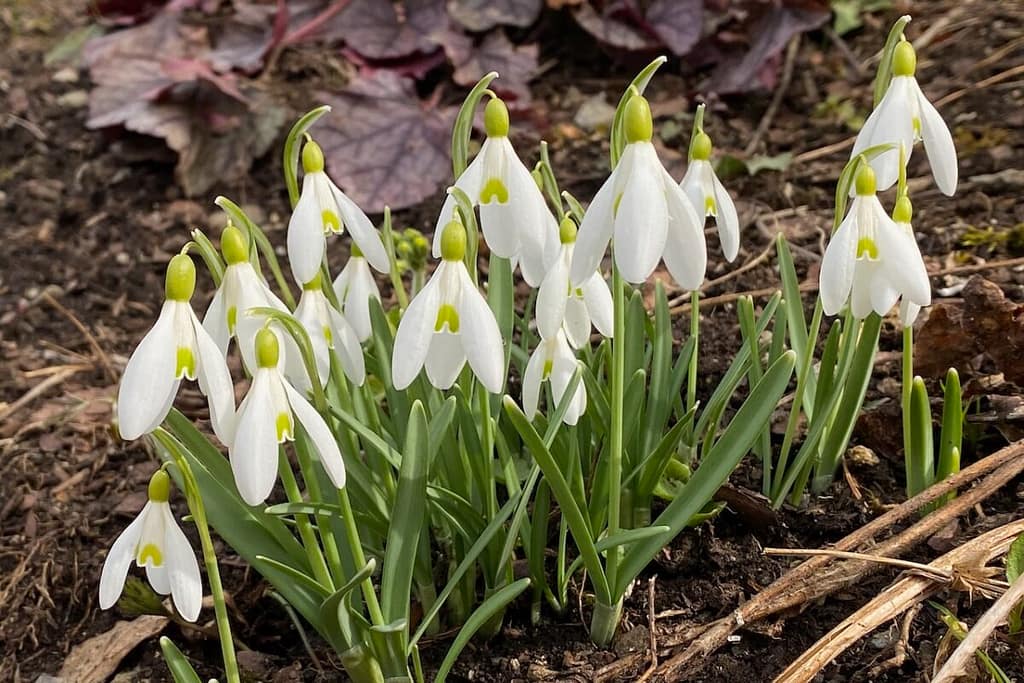 Das Echte Schneeglöckchen – Galanthus nivalis – ist einer der beliebtesten Frühlingsboten im Garten