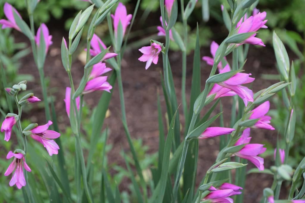 Gladiolus communis ssp. byzantinus – Byzantinische Siegwurz