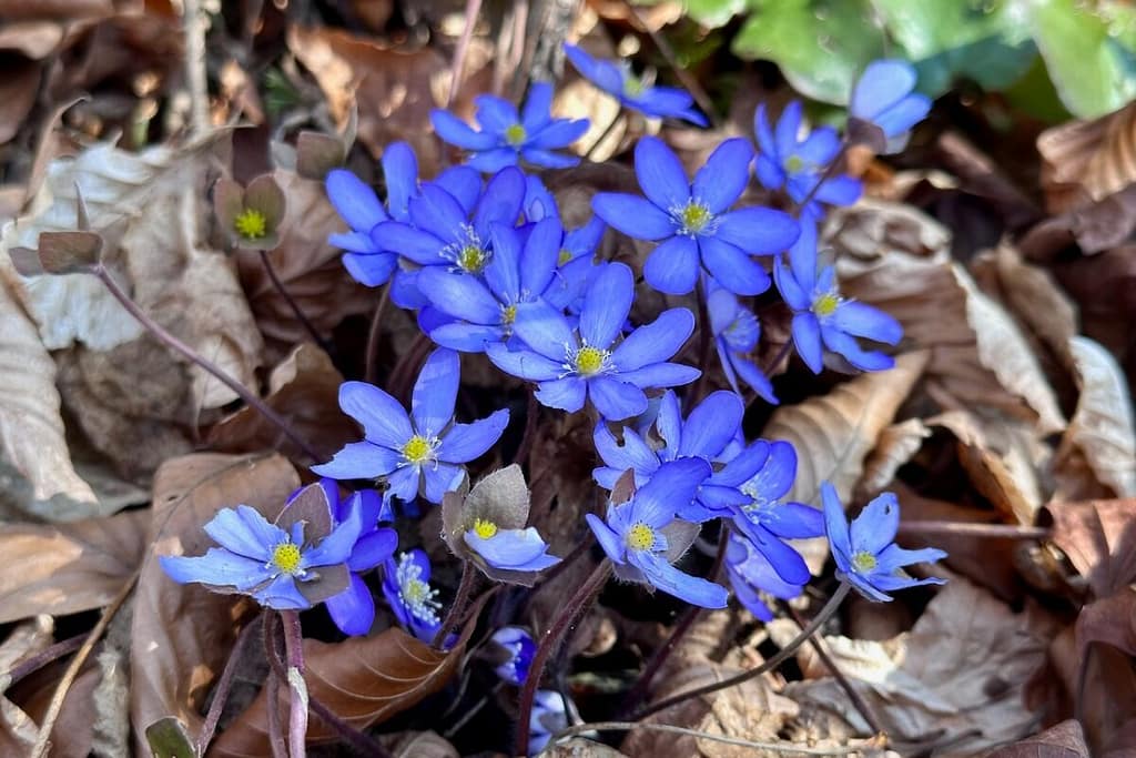 Leberblümchen (Hepatica nobilis)