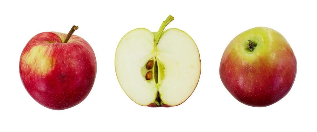 Traxleder Apfel - Streuobstsorte des Jahres 2026