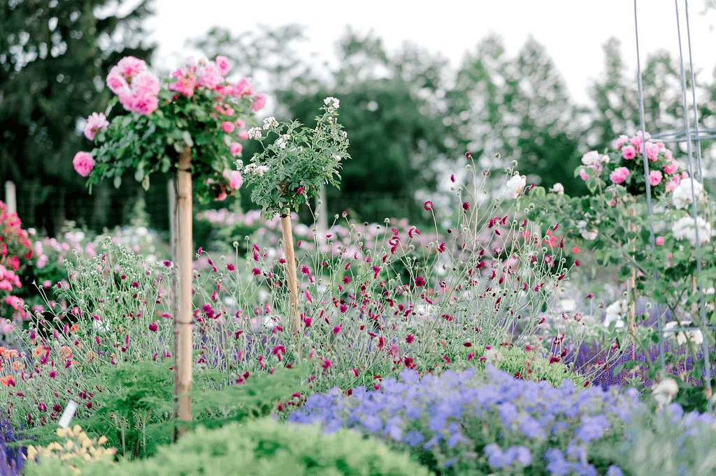 Rosarium Gruber: Im Rosenhof