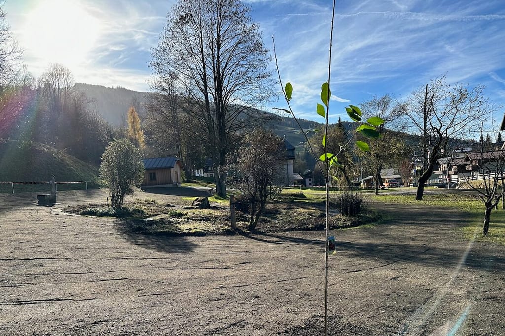 St. Veiter Pfelzkirsche im Park beim Pflegerschlössl gepflanzt