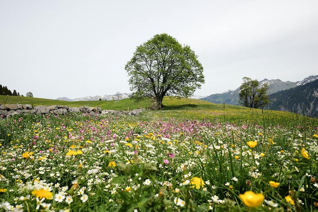 Angesichts dieser wunderbaren Blühwiese lässt sich über Sinn oder Unsinn von No Mow May, dem mähfreien Monat Mai gut diskutieren.