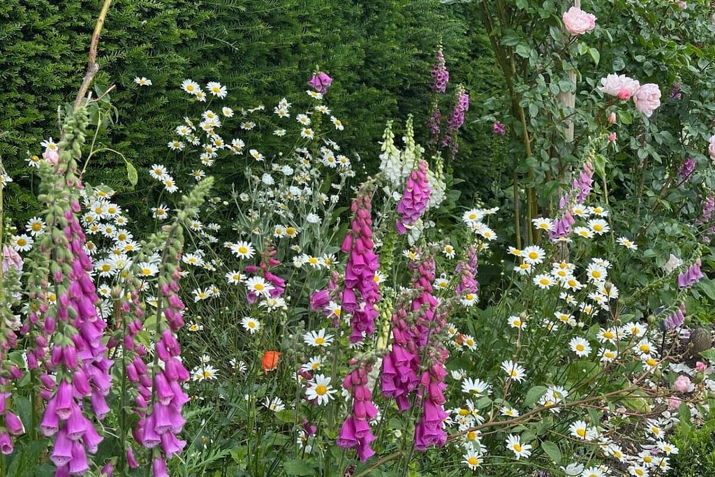Regionale, gut an die Verhältnisse angepasste Stauden für einen widerstandsfähigen Garten