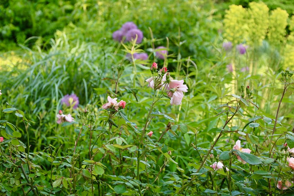 Karl Foerster Garten