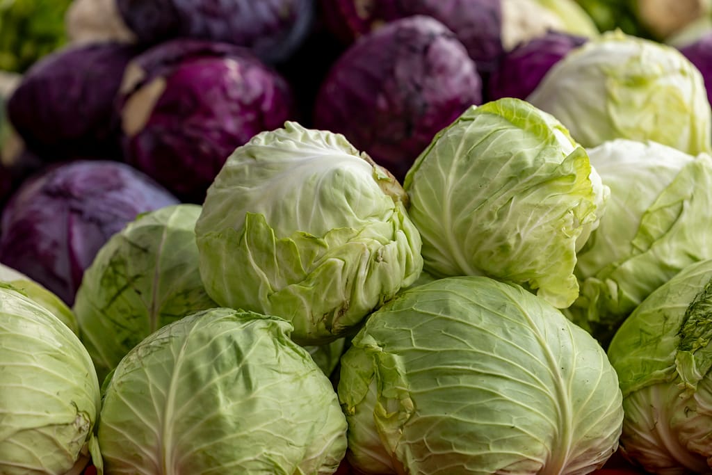 Weißkohl und Rotkohl