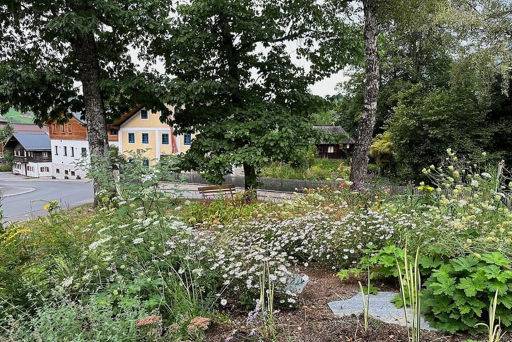 Kalimeris incisa „Madiva“ im Staudenbeet beim Waggerlhaus.