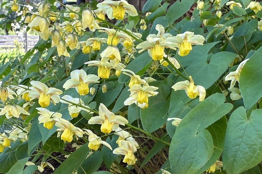 Elfenblume oder Epimedium