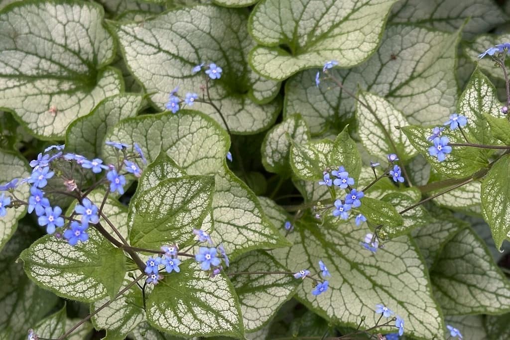 Das beliebte Kaukasus-Vergissmeinnicht hier in der Sorte „Jack Frost“