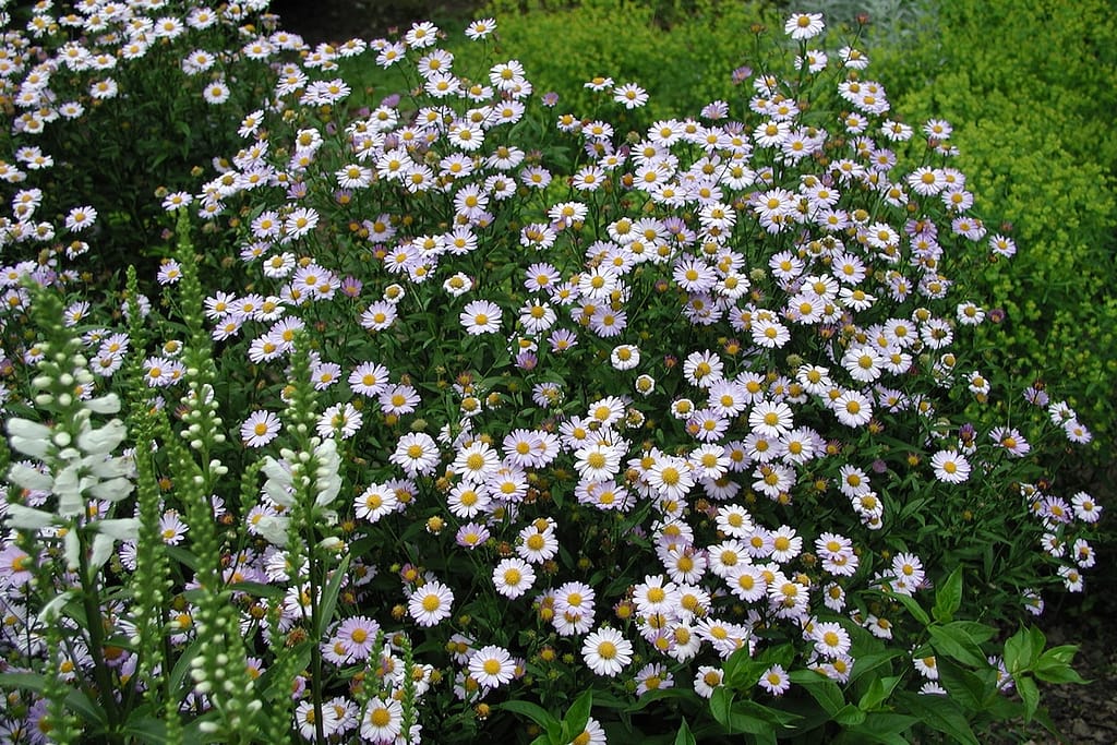 Staude des Jahres 2026 Kalimeris incisa © Staudengärtnerei Gaißmayer