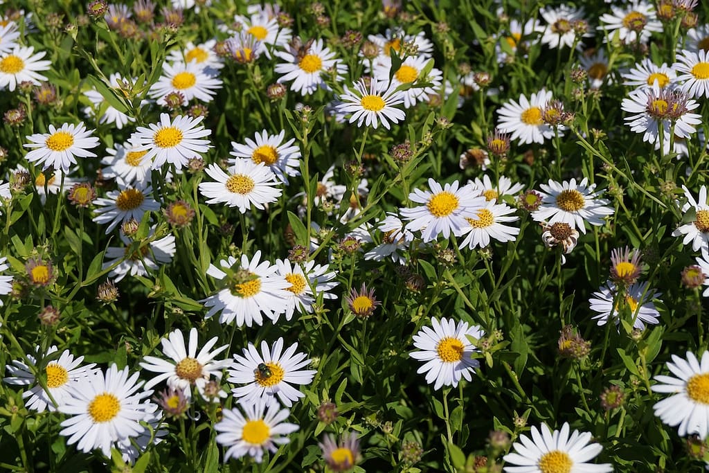 Staude des Jahres 2026 Kalimeris incisa © Staudengärtnerei Gaißmayer