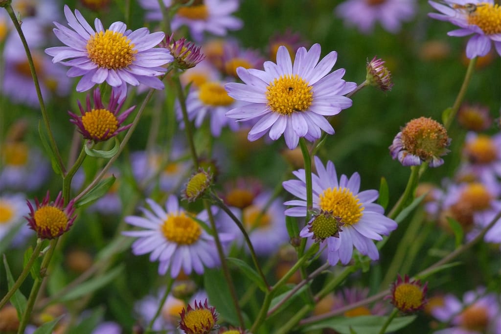 Staude des Jahres 2026 Kalimeris incisa (Schönster) © Staudengärtnerei Gaißmayer