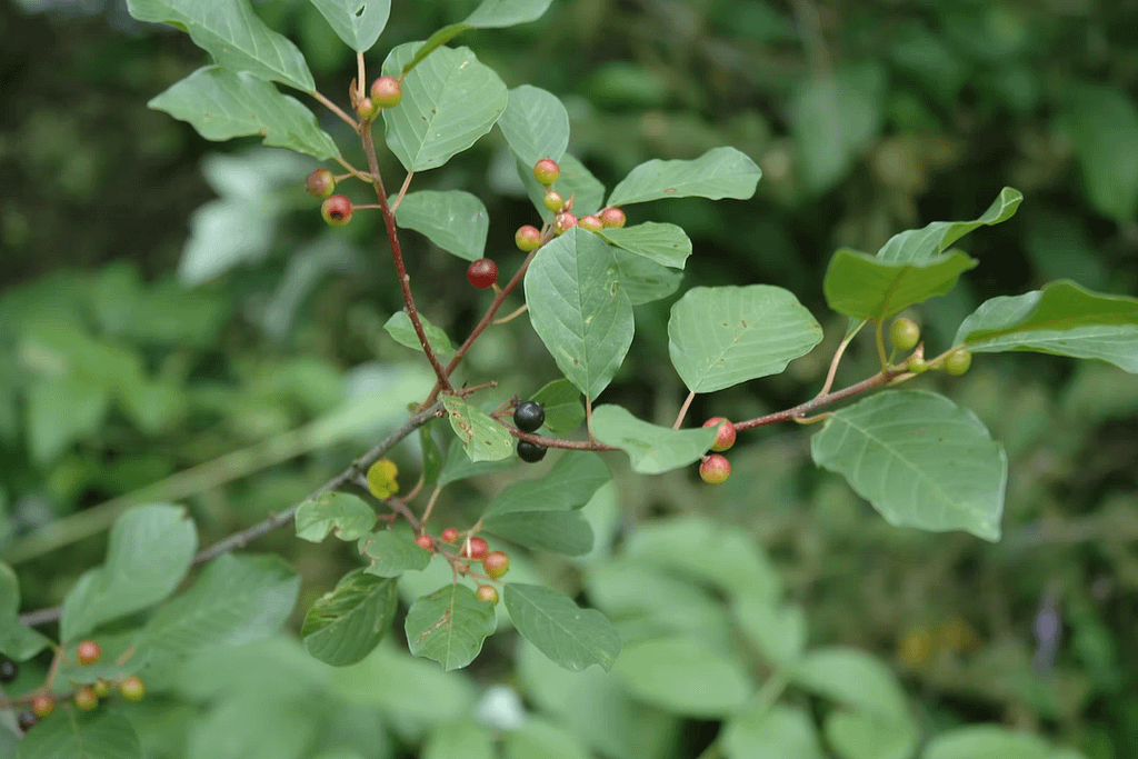Faulbaum (Frangula alnus) © Land Salzburg/Günter Jaritz