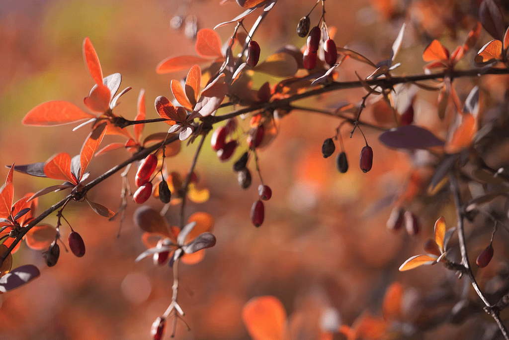 Gewöhnliche Berberitze (Berberis vulgaris) © Land Salzburg/Günter Jaritz