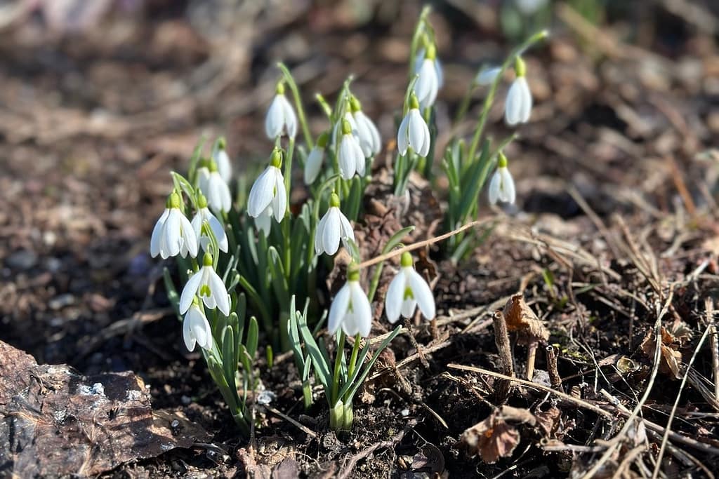 Das Kleine Schneeglöckchen (Galanthus nivalis)