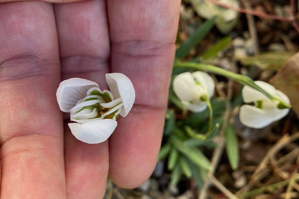 Das gefüllte Kleine Schneeglöckchen (Galanthus nivalis) „Flore Pleno"
