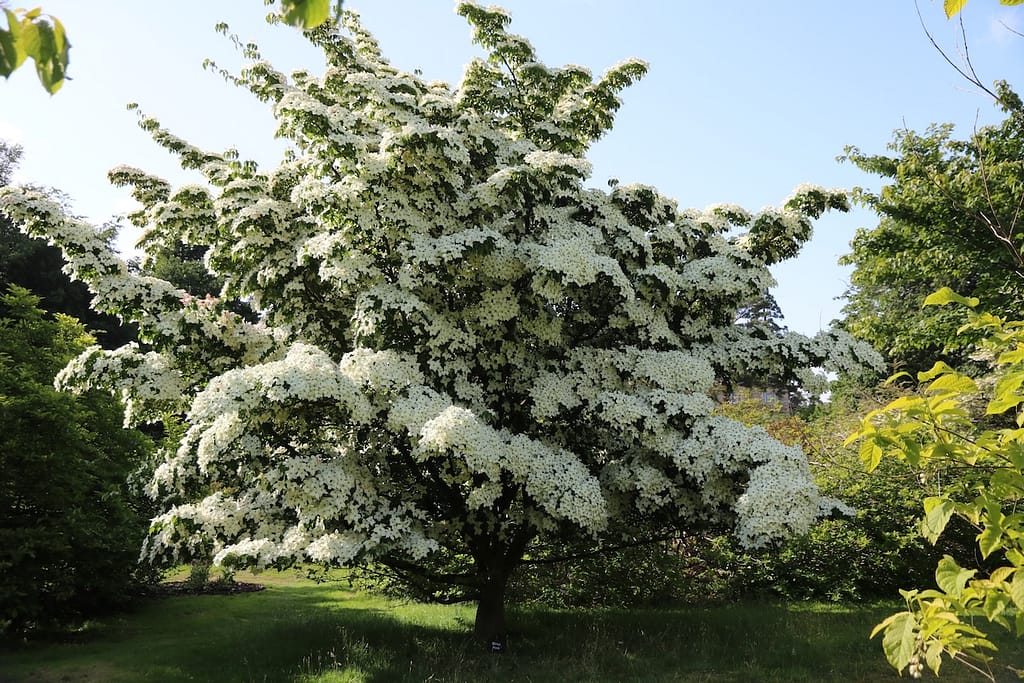 Japanischer Blumen-Hartriegel (Cornus kousa)