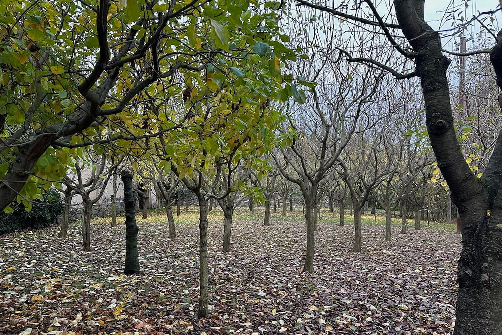 Ein alter Obstgarten