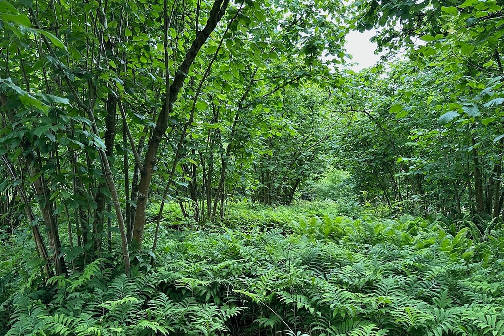 Der „Nutwalk“ in Sissinghurst Castle