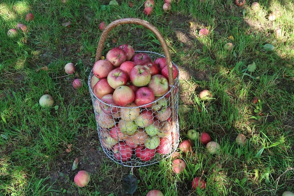 Traxleder Apfel - Streuobstsorte des Jahres 2026