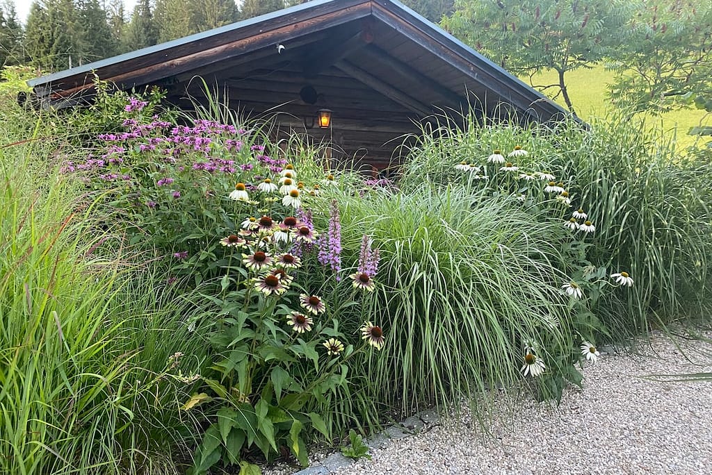 Gräser wie hier Miscanthus sinensis (China-Schilf) und Panicum virgatum (Rutenhirse) entfalten eine ornamentale Wirkung.
