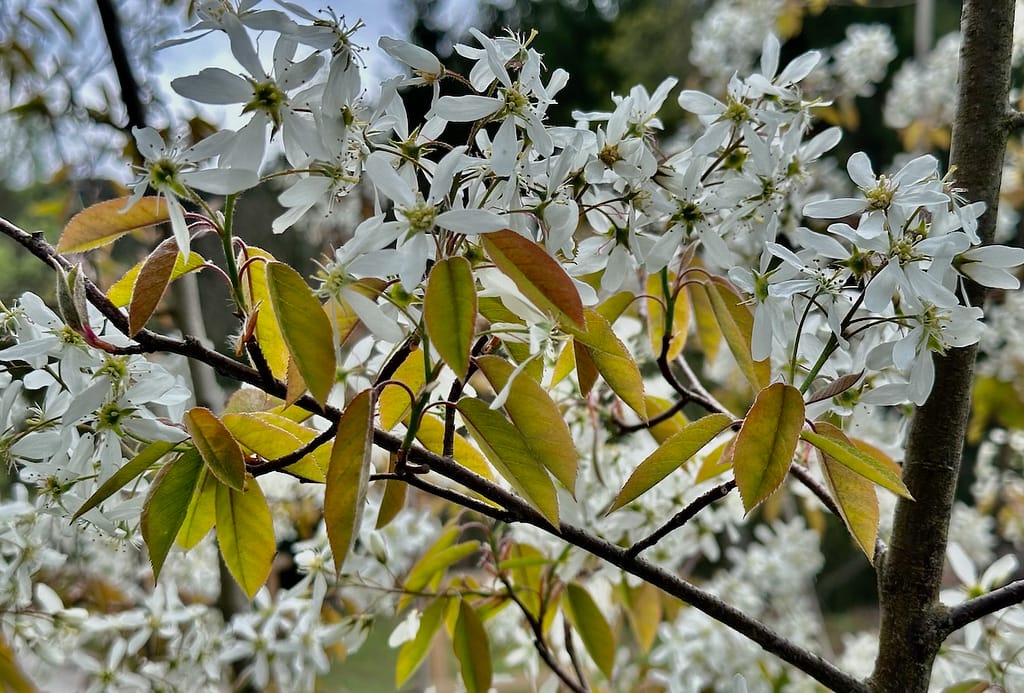 Kupfer-Felsenbirne (Amelanchier lamarckii)
