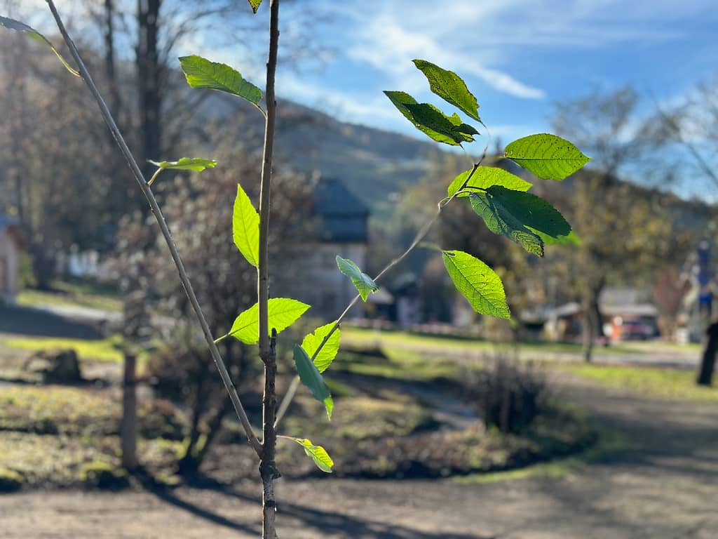 Der Kirschbaum im Park vor dem Pflegerschlössl