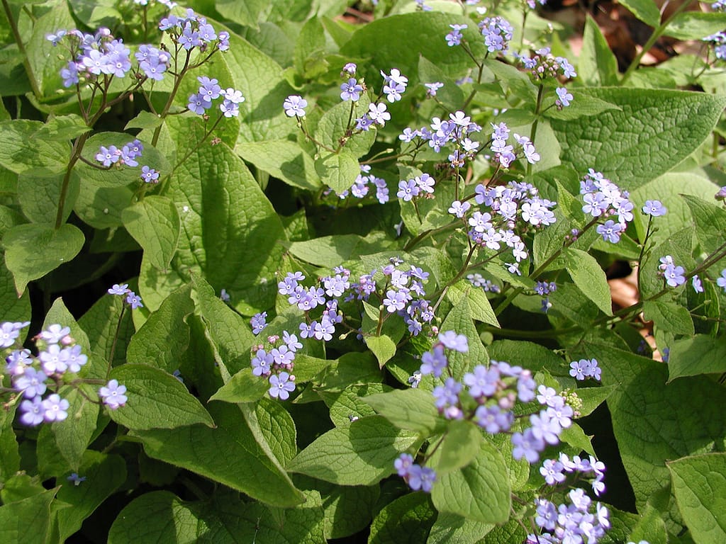 Brunnera macrophylla – Kaukasusvergissmeinnicht, die reine Art.