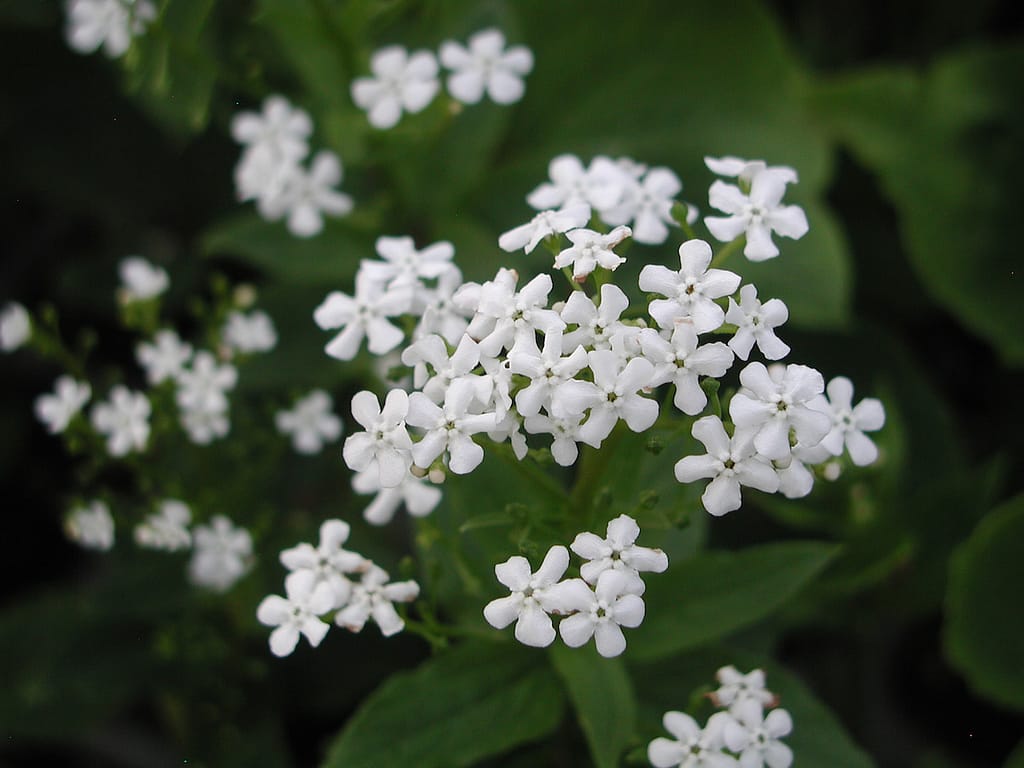 Weiß blühend, Brunnera macrophylla 'Betty Bowring' – Weißes Kaukasus-Vergissmeinnicht