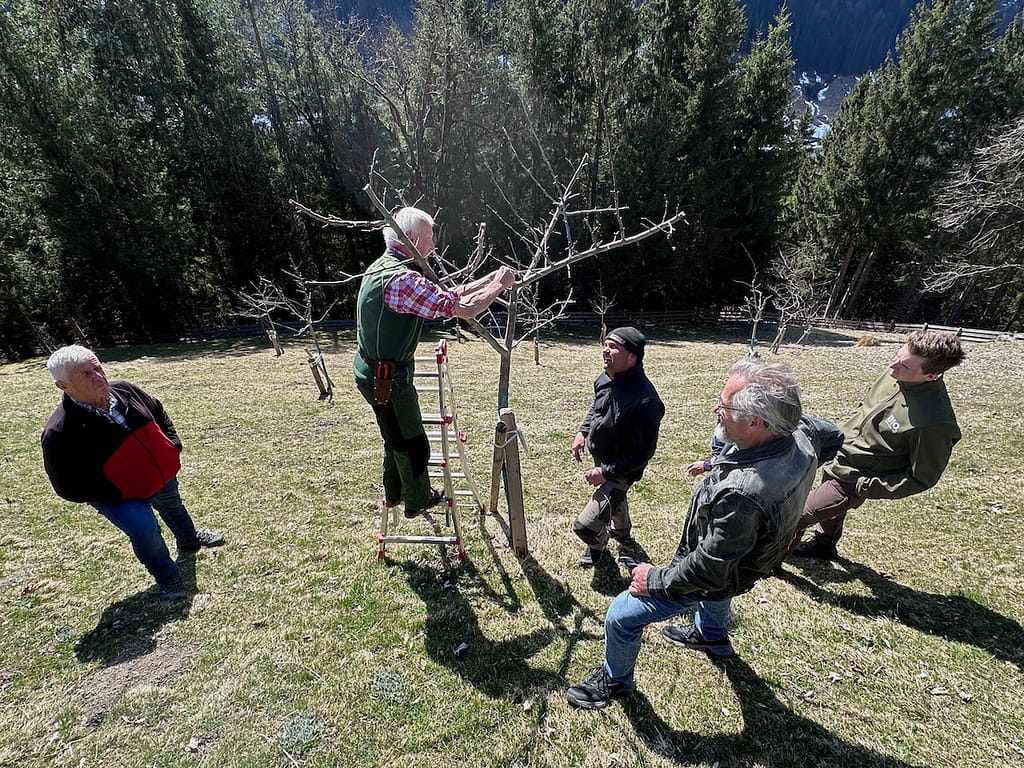 Paul Kreuzberger zeigt den Erziehungsschnitt an jungen Bäumen.