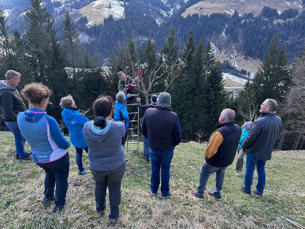 Bartholomäus Mairhofer zeigt den Erziehungsschnitt an einem jungen Baum.