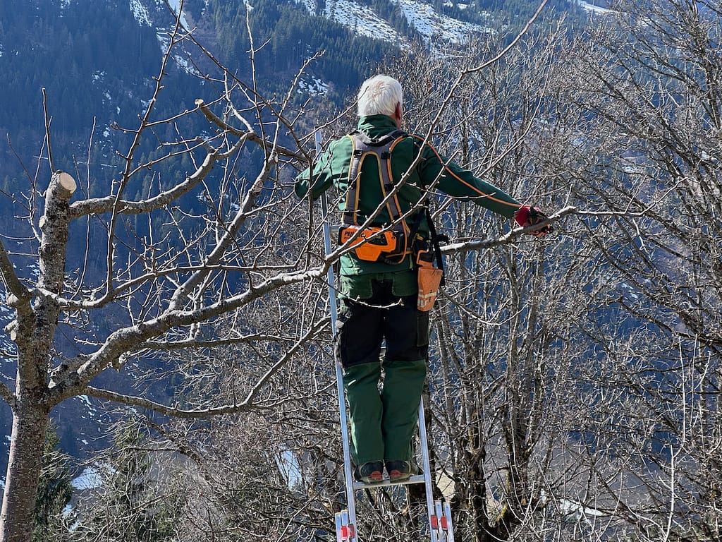 Demonstration eines Verjüngungsschnitts an einem alten Baum