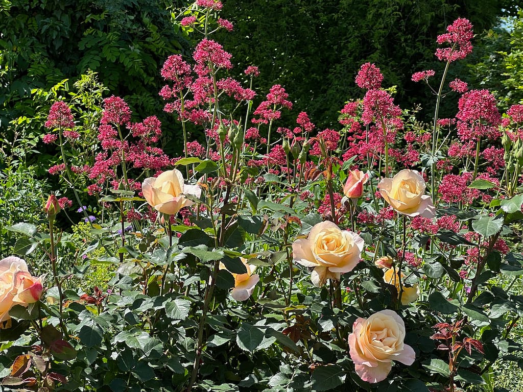 Staudenimpressionen mit Rosen
