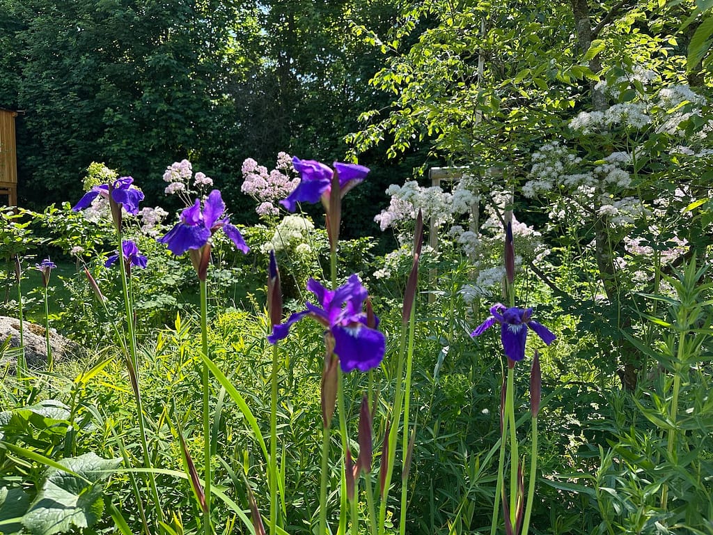 Staudenimpressionen
