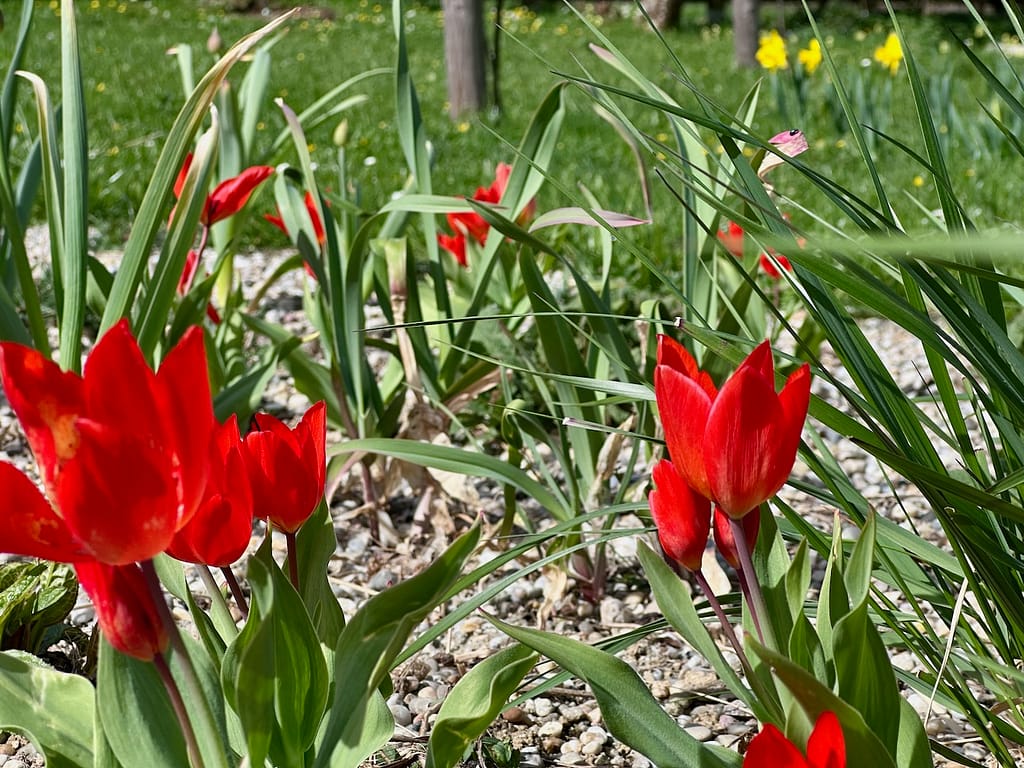 Tulipa praestans 'Füsilier'