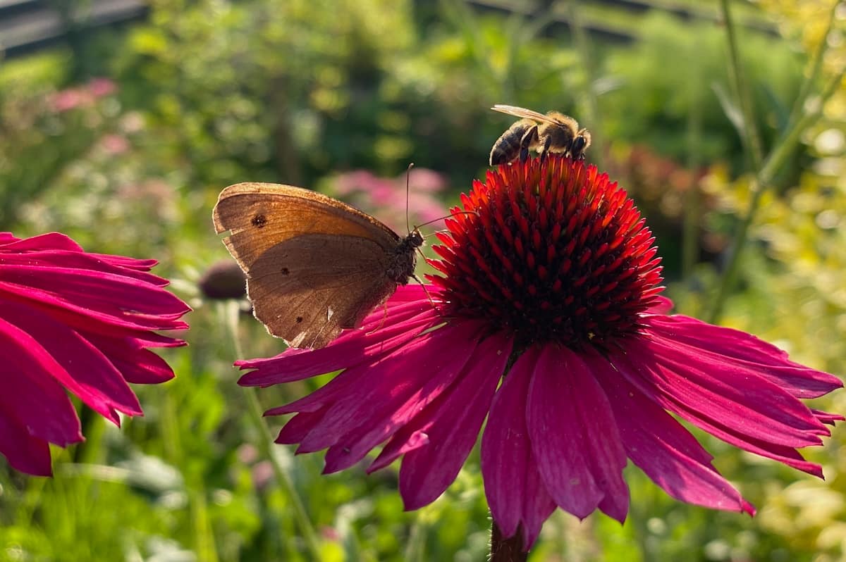 Biene und Schmetterling auf einer Purpur-Sonnenhutblüte