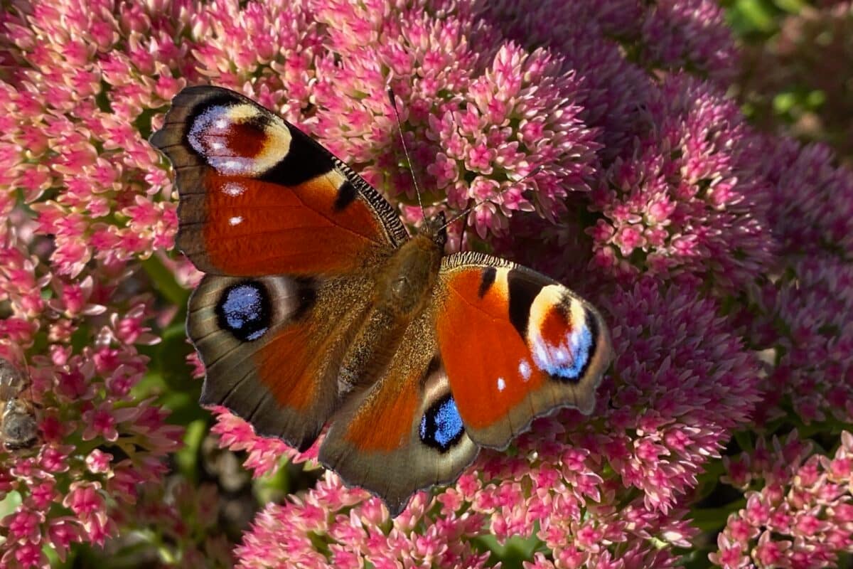 Tagpfauenauge auf blühender Fetthenne