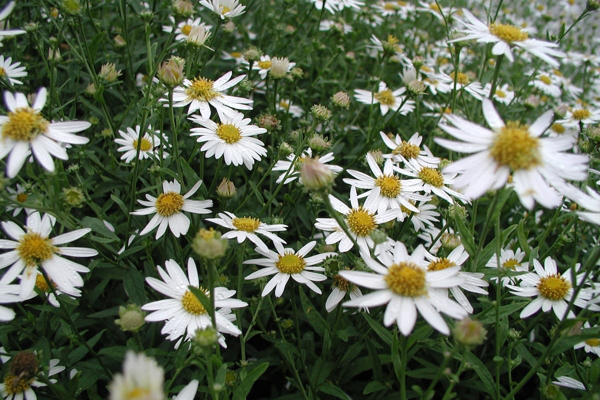 Kalimeris incisa © Staudengärtnerei Gaißmayer