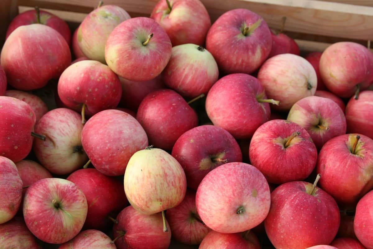 Traxleder Apfel - Streuobstsorte des Jahres 2026