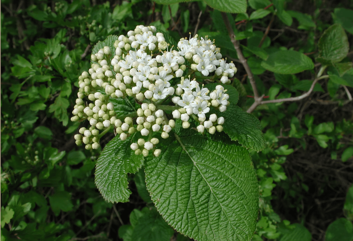Wolliger Schneeball (Viburnum lantana) © Land Salzburg/Günter Jaritz