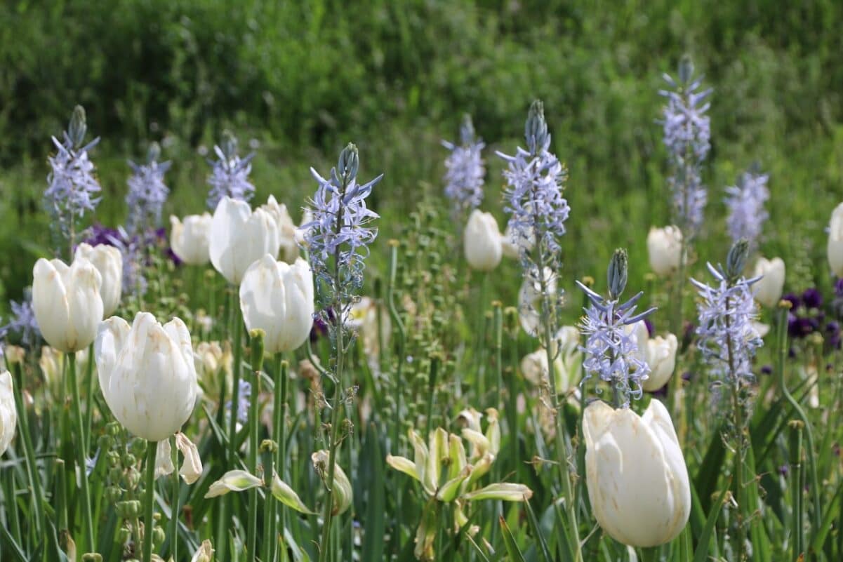 Tulpen und Prärielilien