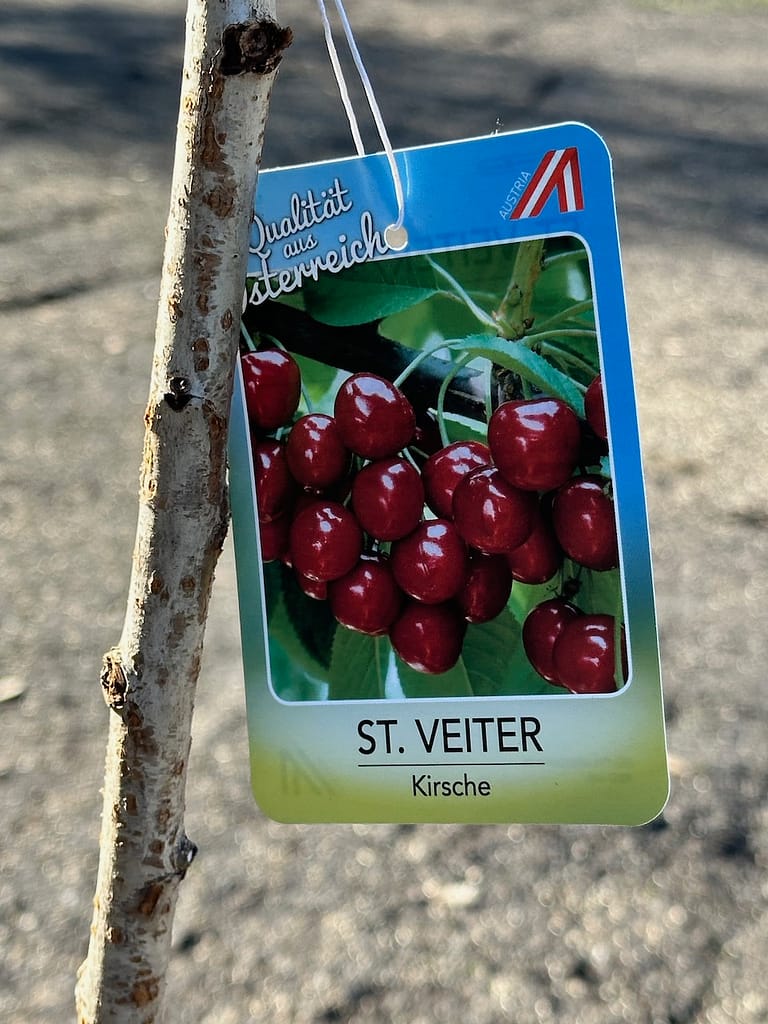 Eine alte heimische Kirschsorte
