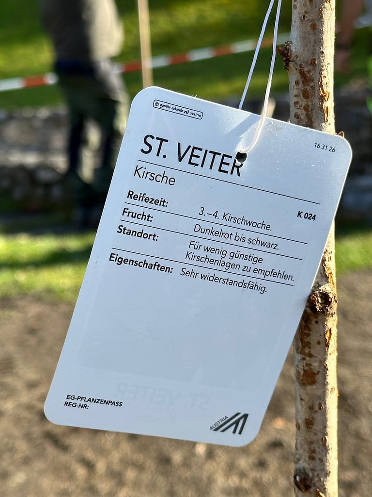 Die St. Veiter Pfelzkirsche ist eine alte, bewährte, regionale Sorte