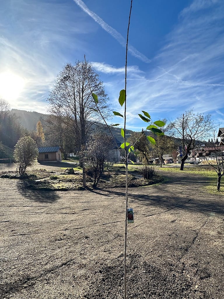 St. Veiter Pfelzkirsche im Park beim Pflegerschlössl gepflanzt