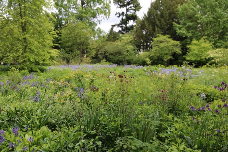 Schöne Vegetationsbilder im Schau- und Sichtungsgarten Hermannshof