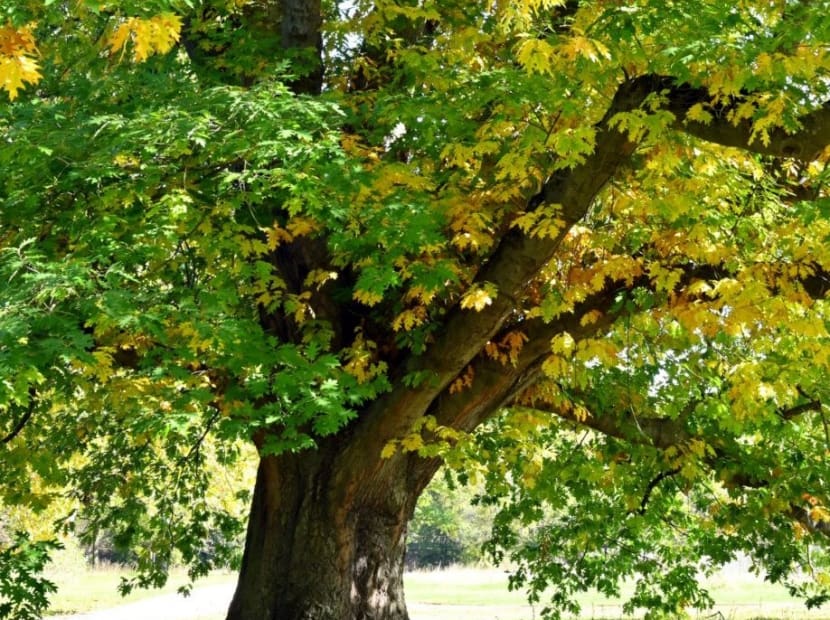 Roteiche (Quercus rubra) © Andreas Gomolka