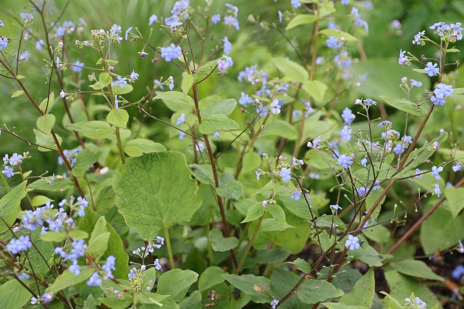 Brunnera macrophylla – Kaukasusvergissmeinnicht