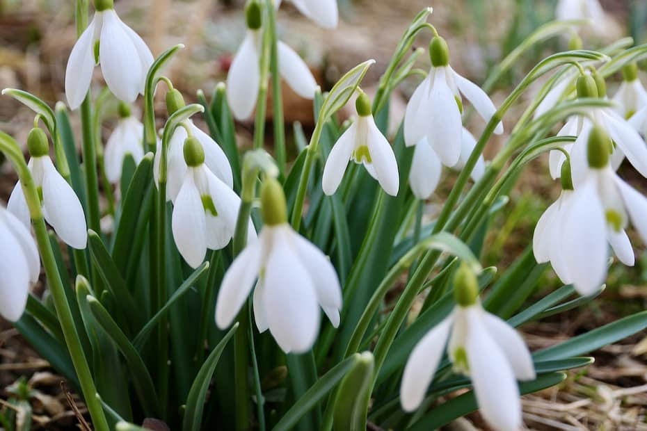 Das Kleine Schneeglöckchen (Galanthus nivalis)