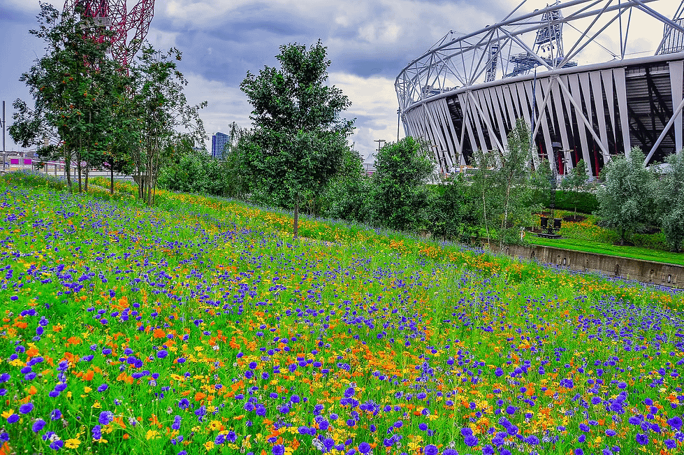 Olympic Gold Meadows